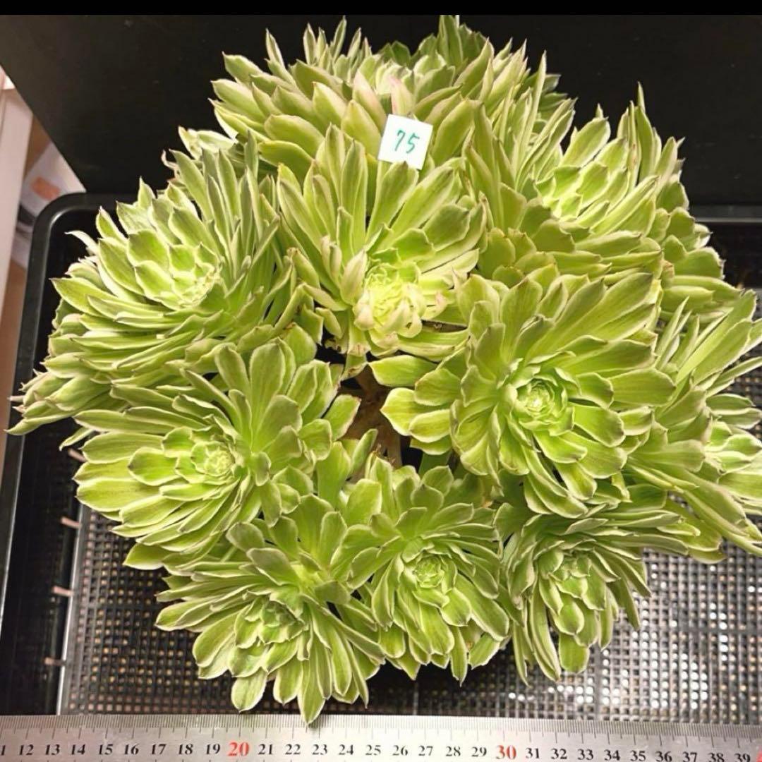 75#多肉植物❤️アエオニウム錦❤️青い波❤️15頭31cm拔き苗