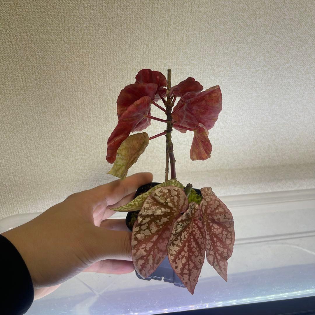 2 Begonia  Capped pink ベゴニア スノーキャップド
