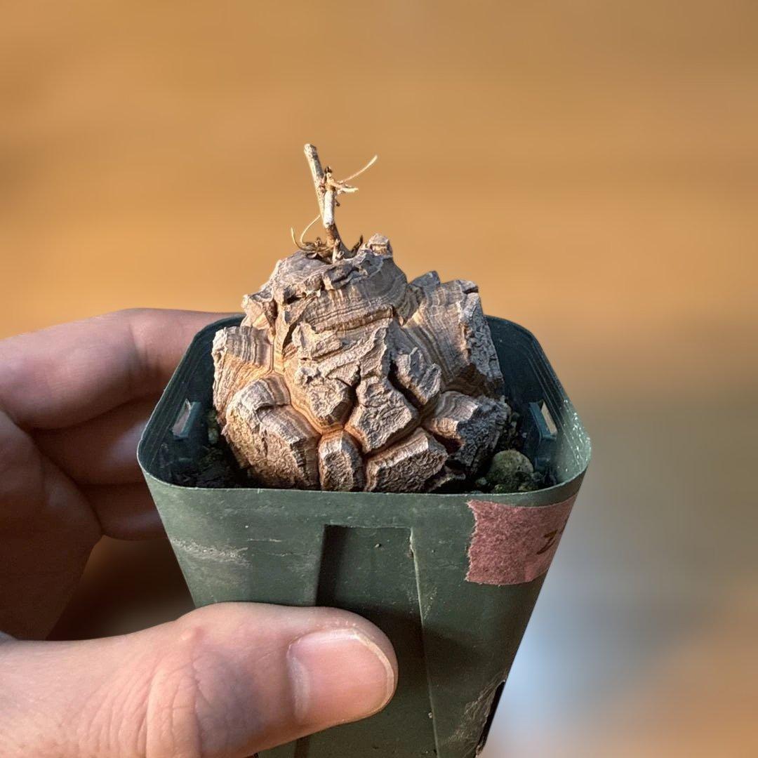 【極上】アフリカ亀甲竜 7.5cmポット バキバキ 健康株 塊根植物