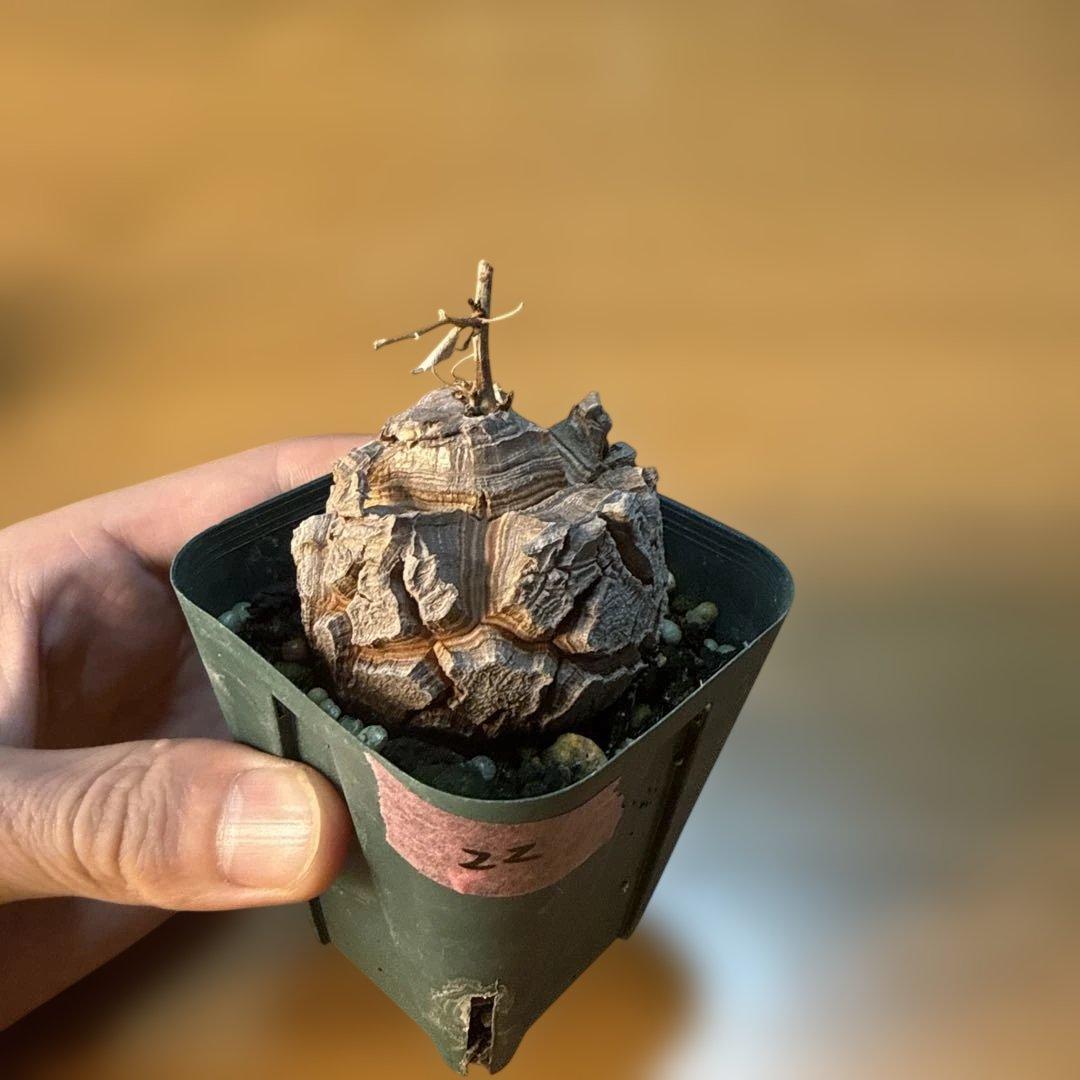 【極上】アフリカ亀甲竜 7.5cmポット バキバキ 健康株 塊根植物