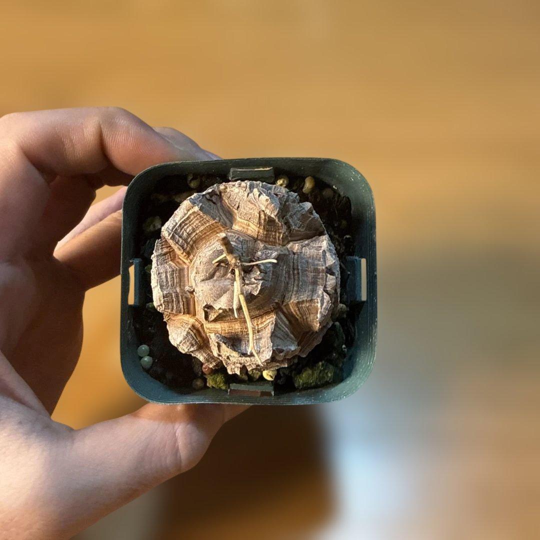 【極上】アフリカ亀甲竜 7.5cmポット バキバキ 健康株 塊根植物