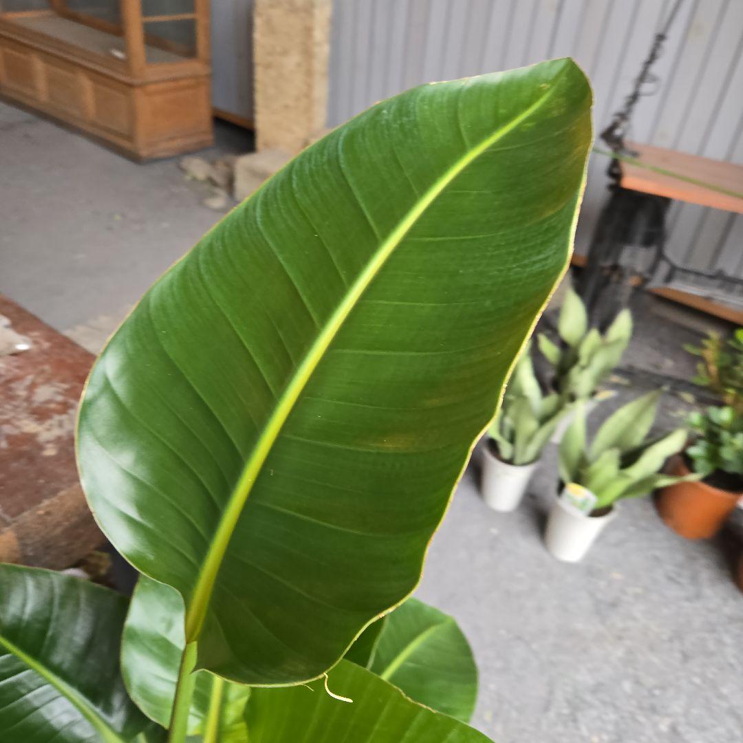 ①　ストレリチアオーガスタ　8号　３株植え　特大苗木最高等級極上品‼️