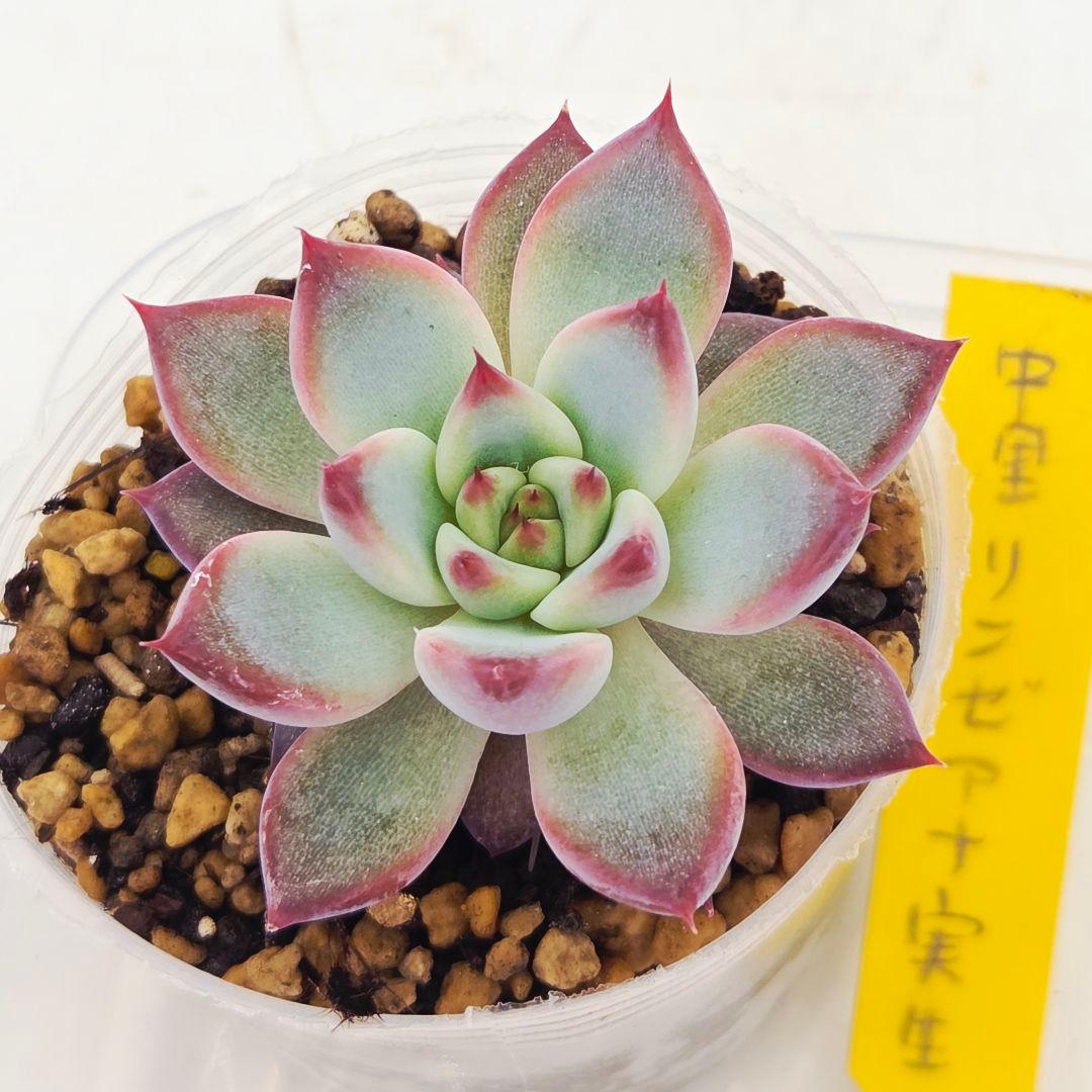 猛*虎様 ⑧中里リンゼアナ(実生)❣️ 発根済み メルカリ便送料込 札無し