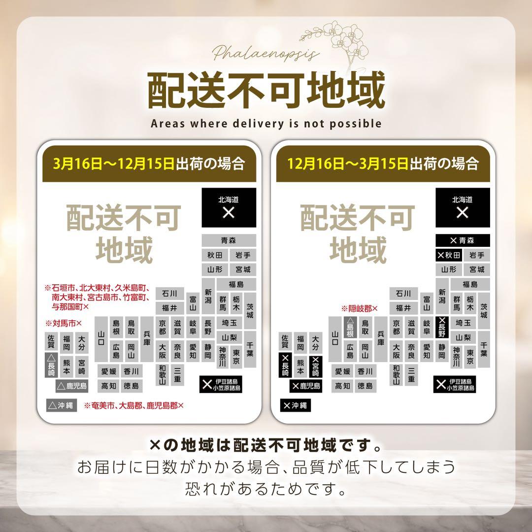 ミディ胡蝶蘭 3本立 33輪(つぼみ含) Lサイズ　ホワイト！