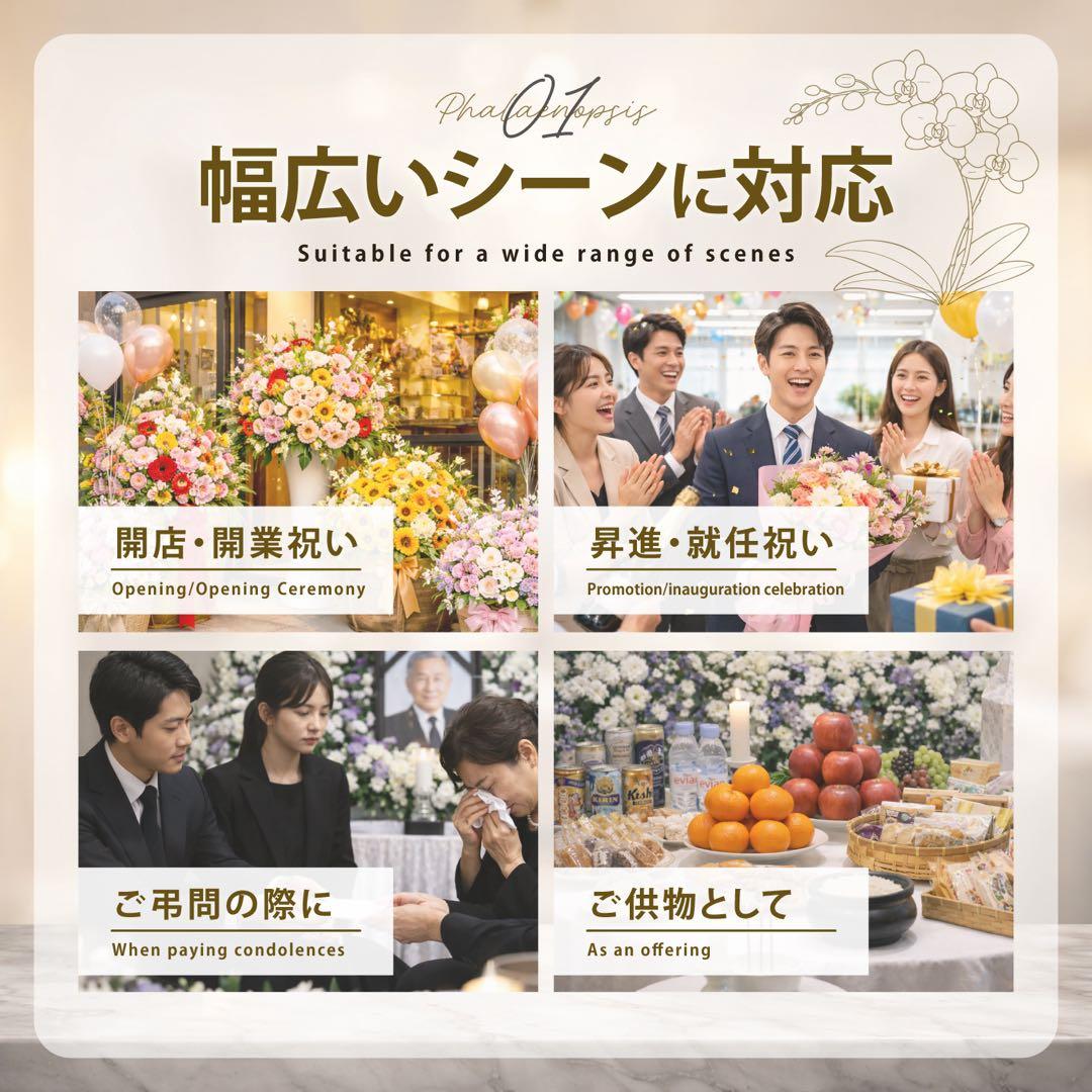 ミディ胡蝶蘭 3本立 33輪(つぼみ含) Lサイズ　ホワイト！