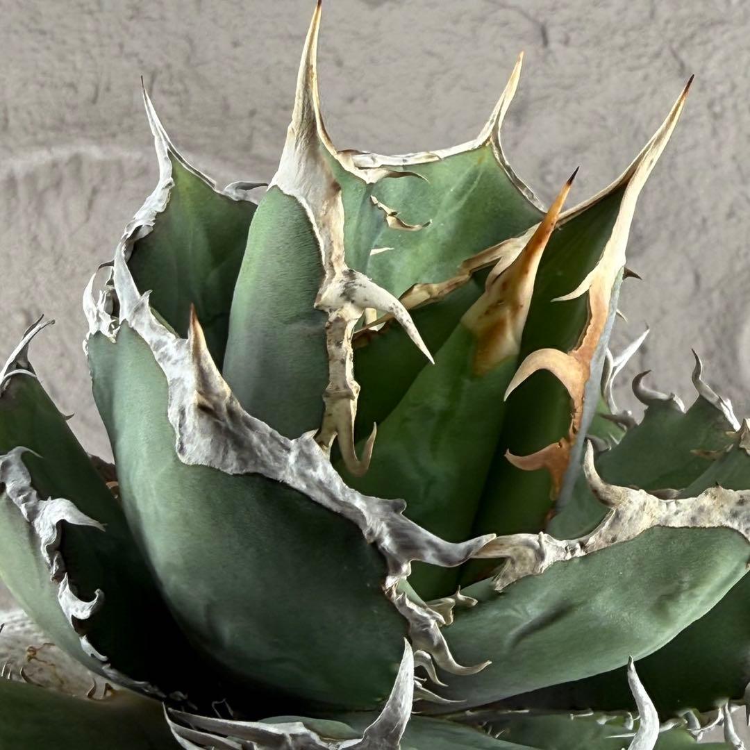 N*8様 【アガベ チタノタ“橙火炎 オレンジファイヤー ” 】ボールタイプ子株