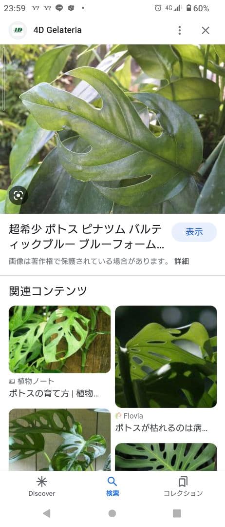 ポトス　ブルーフォーム　海外新品種　セブブルーより入手困難　カット苗発根済み