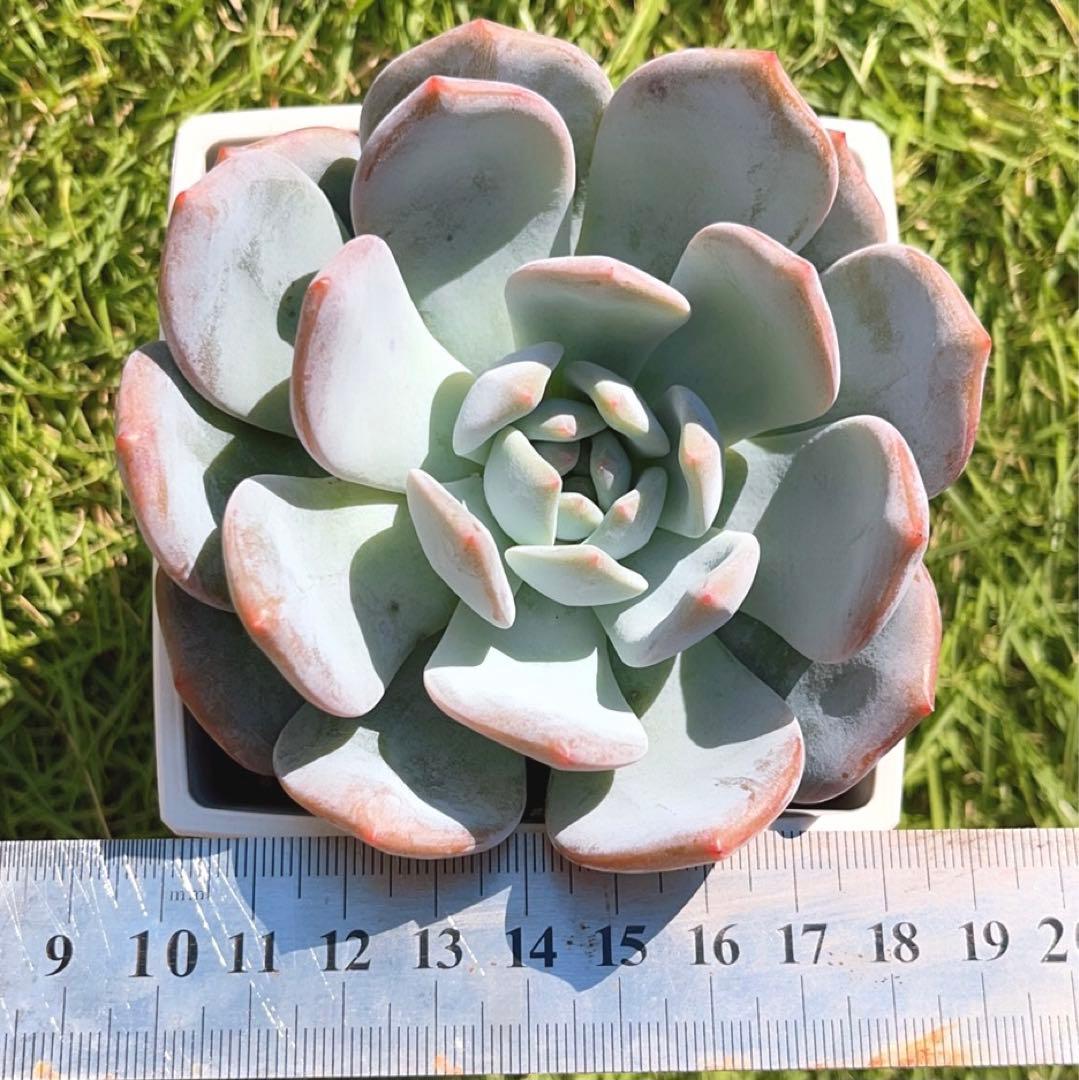 多肉植物❤️エケベリア属 ❤️ オレンジモンロー❤️ 1頭10cm拔き苗大苗2年生