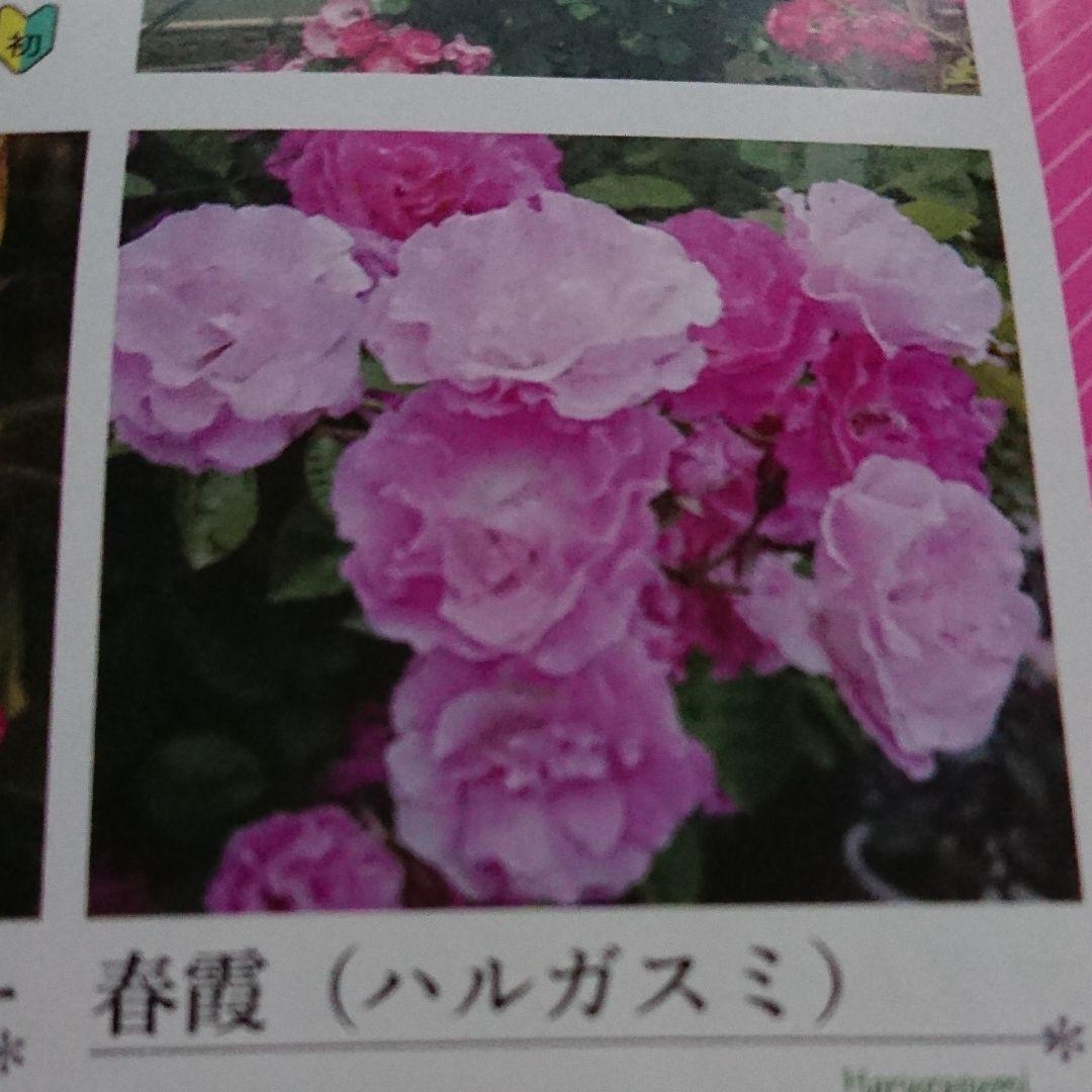バラ挿し穂(うさこ様確認用)