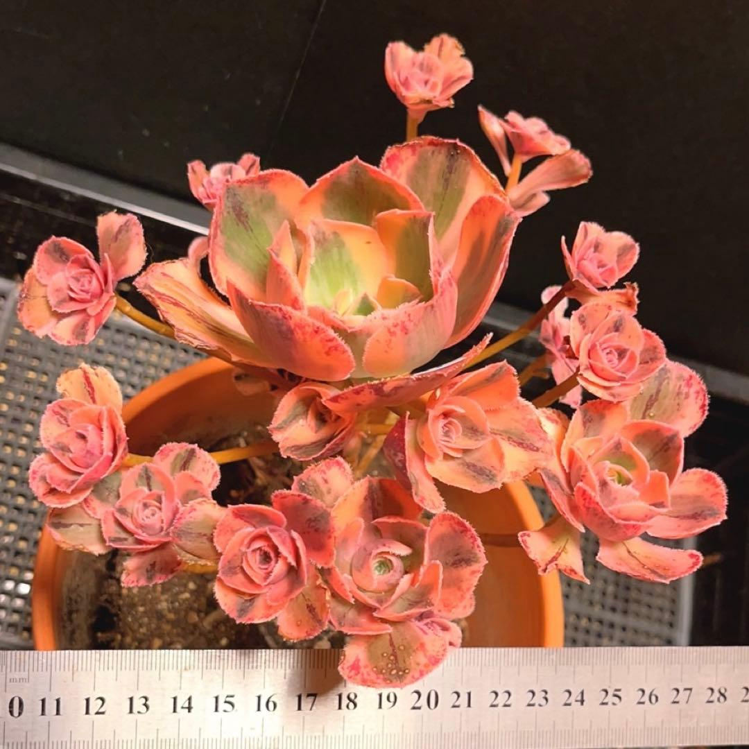 18#多肉植物アエオニウム❤️ロスコフ錦❤️青花磁❤️1大頭15小頭21cm拔キ苗
