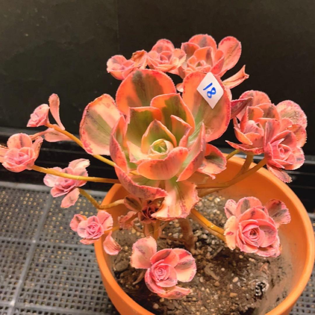 18#多肉植物アエオニウム❤️ロスコフ錦❤️青花磁❤️1大頭15小頭21cm拔キ苗