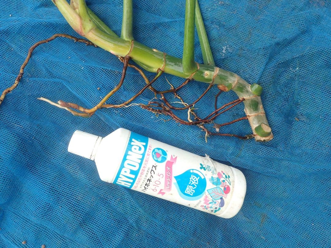 その他観葉植物 philodendron rugosum maharaja