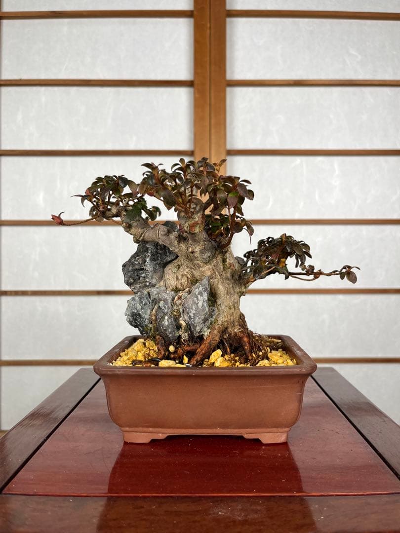 【皐月(さつき)】 品種不明品 \"菊姫(きくひめ) / (?) \" 小品盆栽