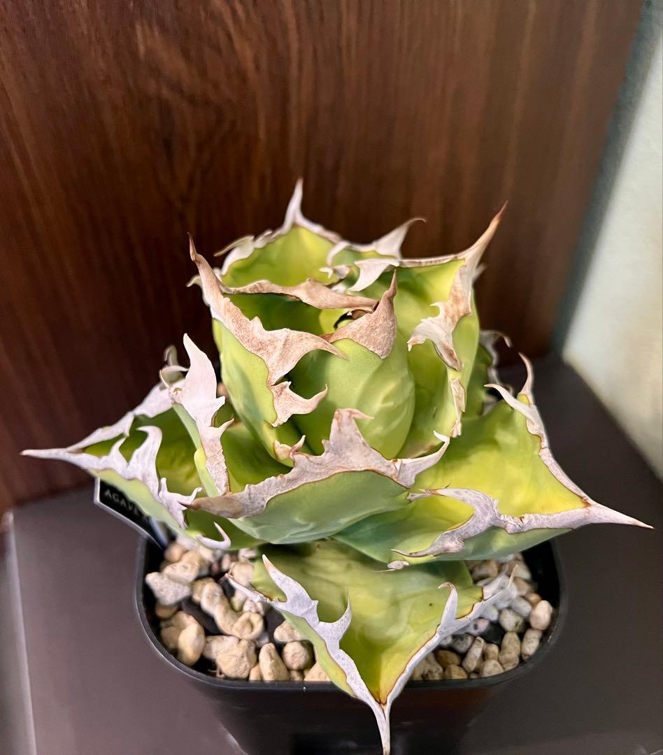 アガベ チタノタ カニ Agave 悪魔 ブツブツ