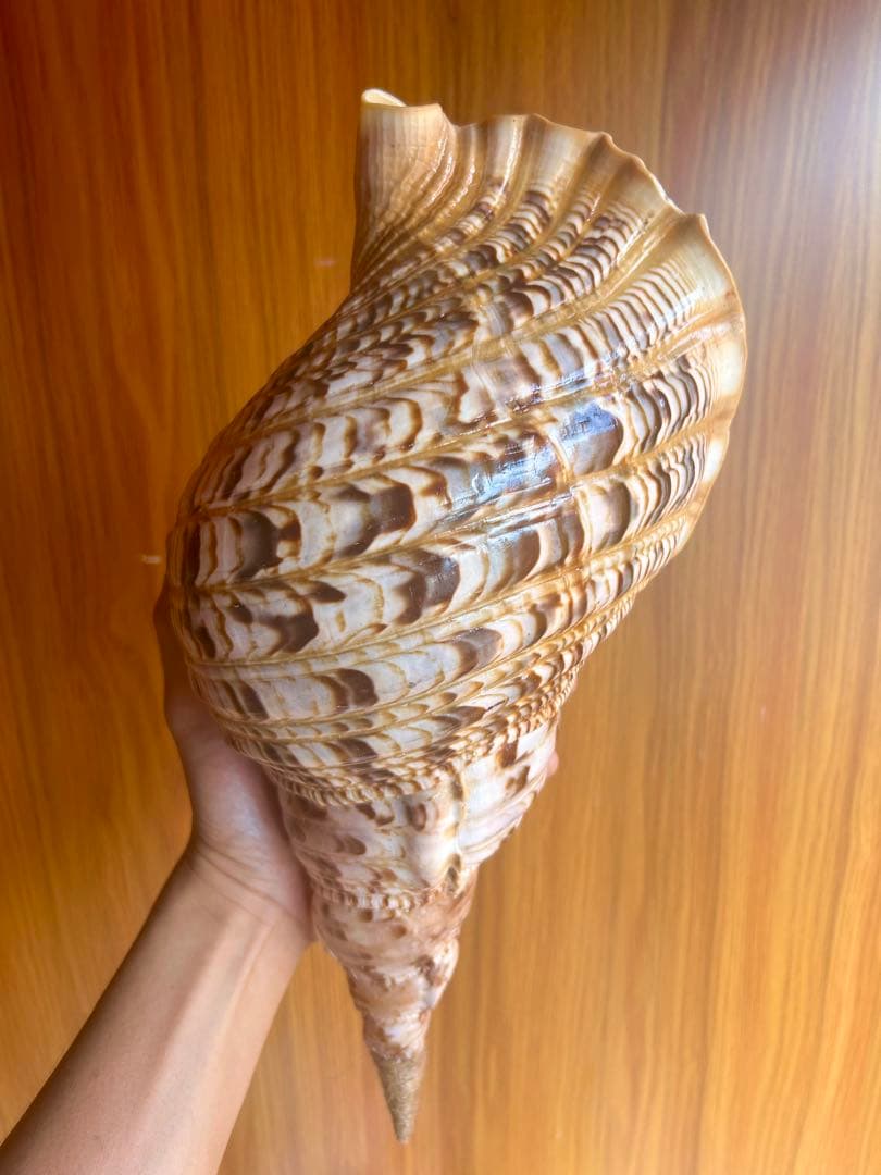 法螺貝　36.2cm
