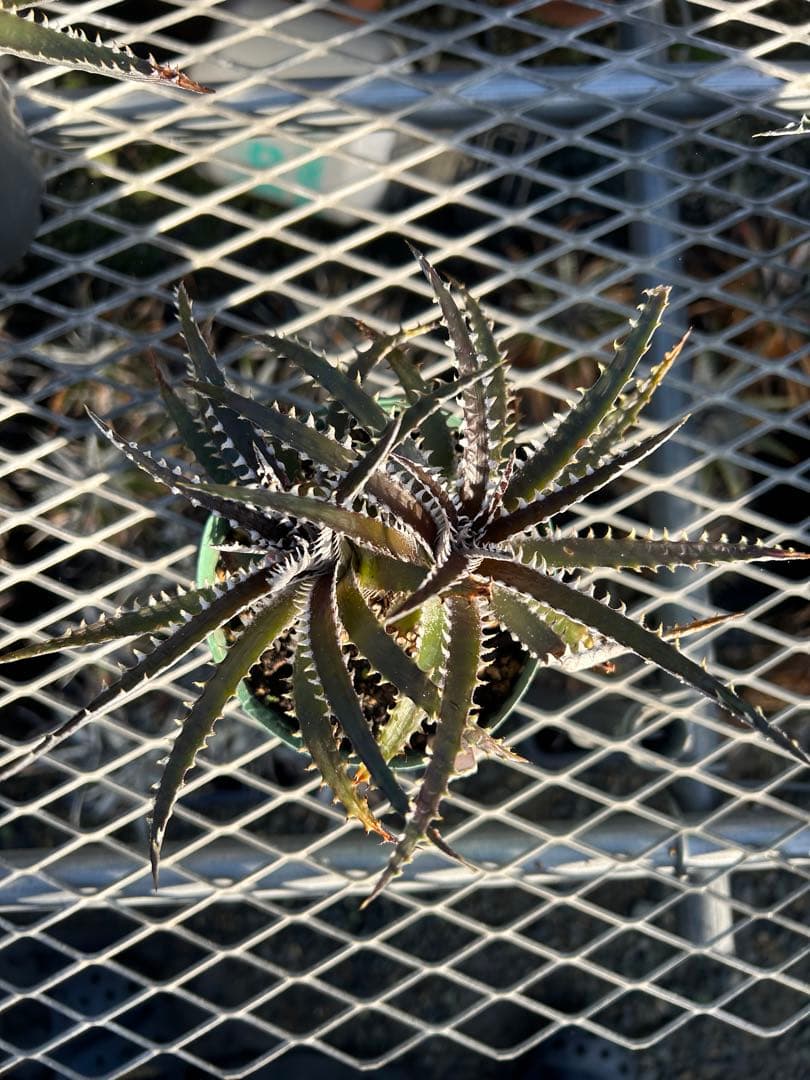 ディッキア Dyckia Code NW-34 Bill Baker