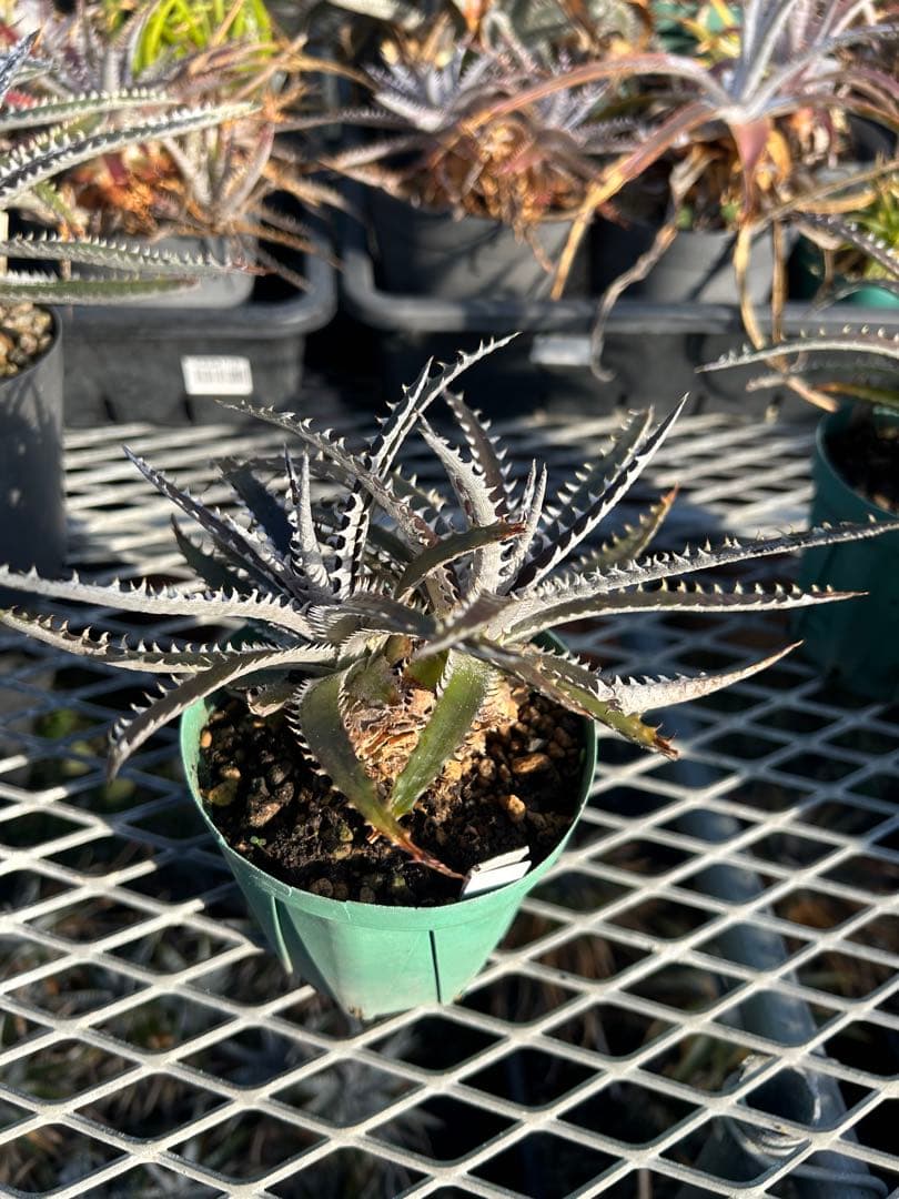 ディッキア Dyckia Code NW-34 Bill Baker