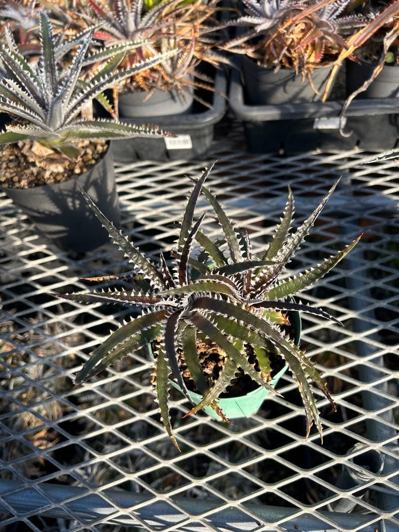 ディッキア Dyckia Code NW-34 Bill Baker