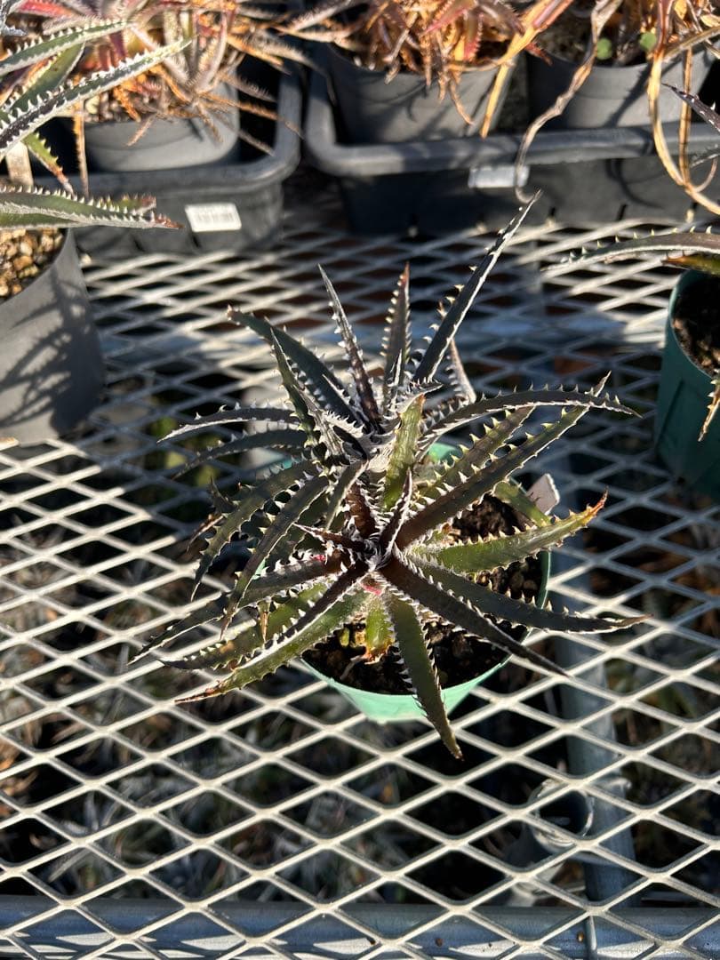 ディッキア Dyckia Code NW-34 Bill Baker