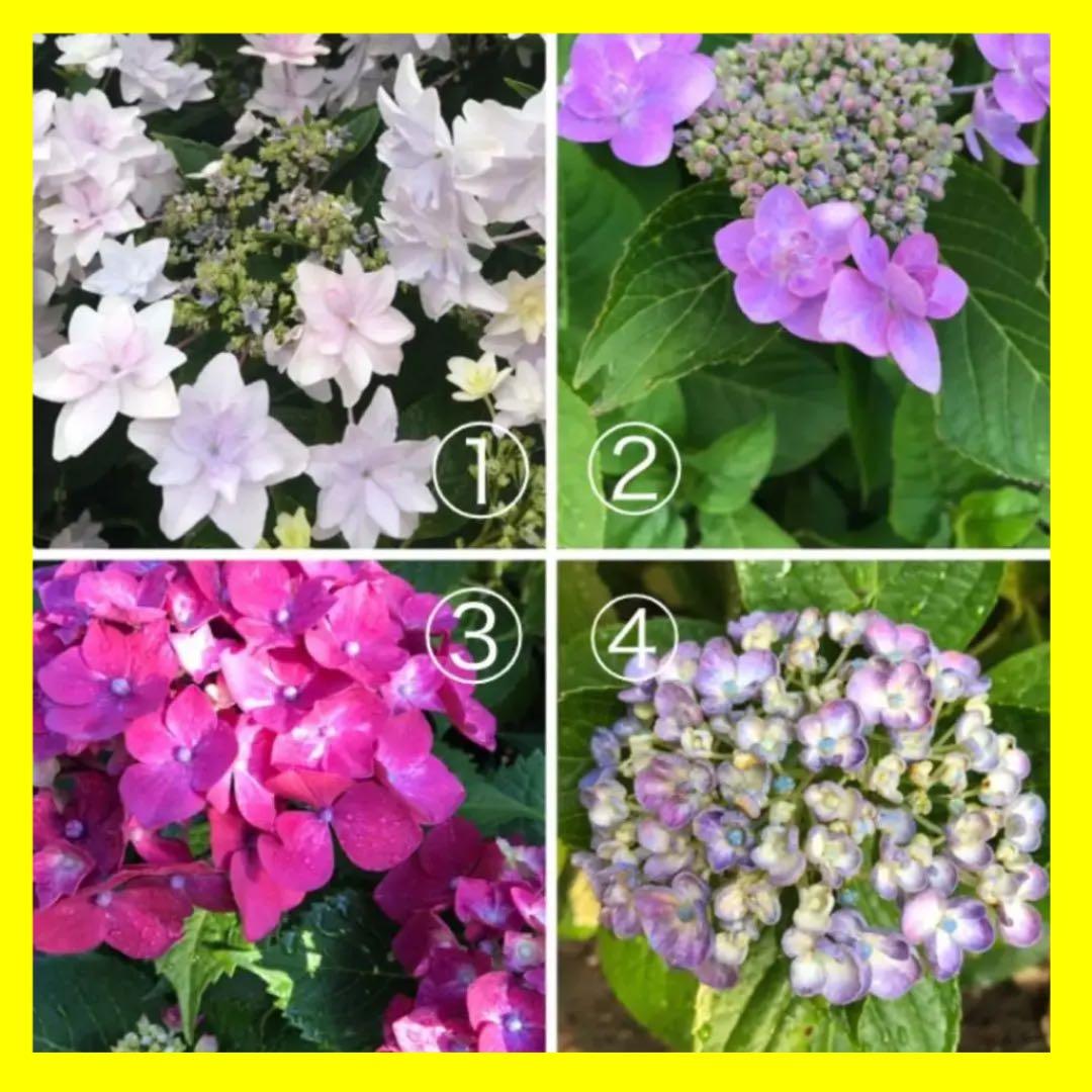 紫陽花 挿し木　挿し穂 【コメント選択専用】アジサイ