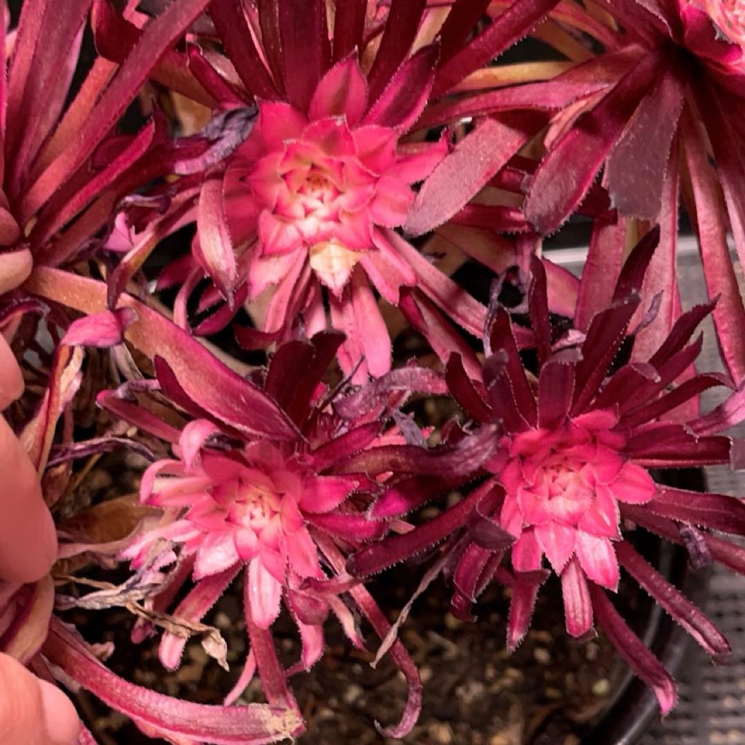 8#多肉植物アエオニウム錦❤️ 仙墨❤️10頭30cm拔き苗
