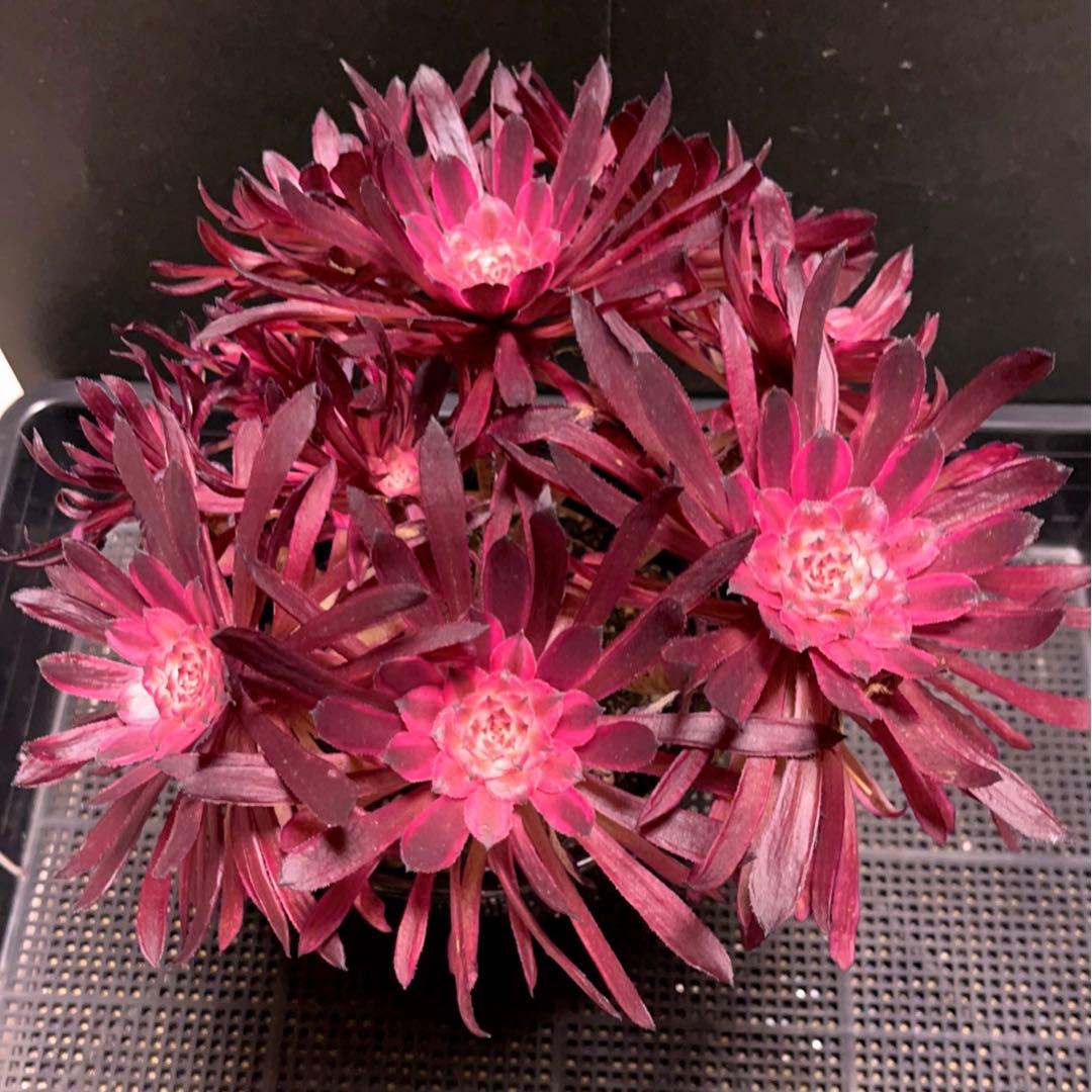 8#多肉植物アエオニウム錦❤️ 仙墨❤️10頭30cm拔き苗
