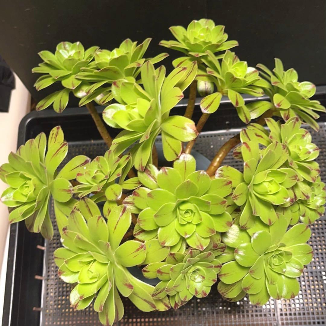 多肉植物アエオニウム錦❤️グリーンファイアー錦碧火❤️ ❤️状態図❤️