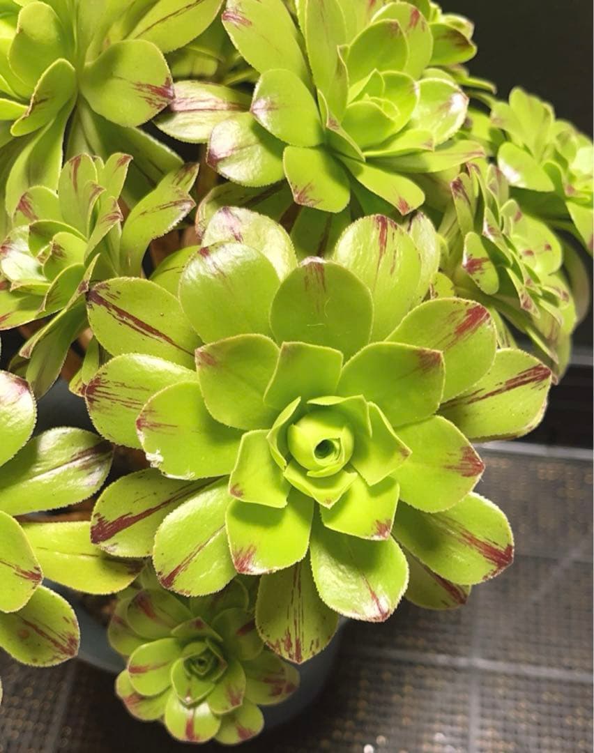 多肉植物アエオニウム錦❤️グリーンファイアー錦碧火❤️ ❤️状態図❤️