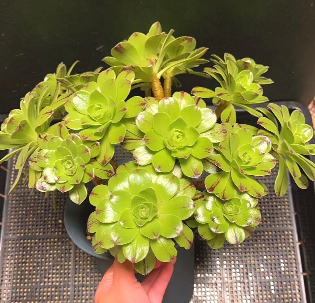多肉植物アエオニウム錦❤️グリーンファイアー錦碧火❤️ ❤️状態図❤️