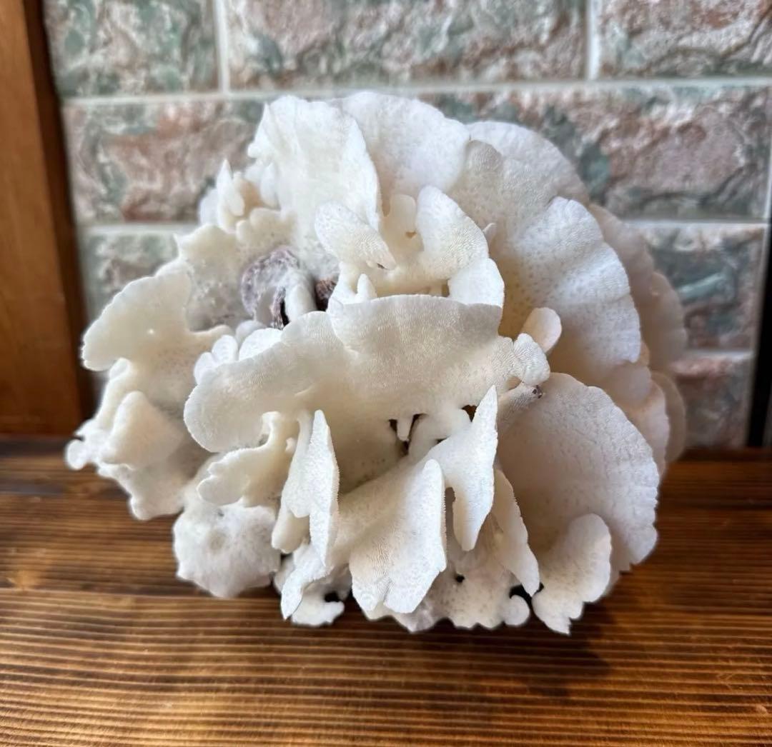 大きな天然サンゴ 約25cm