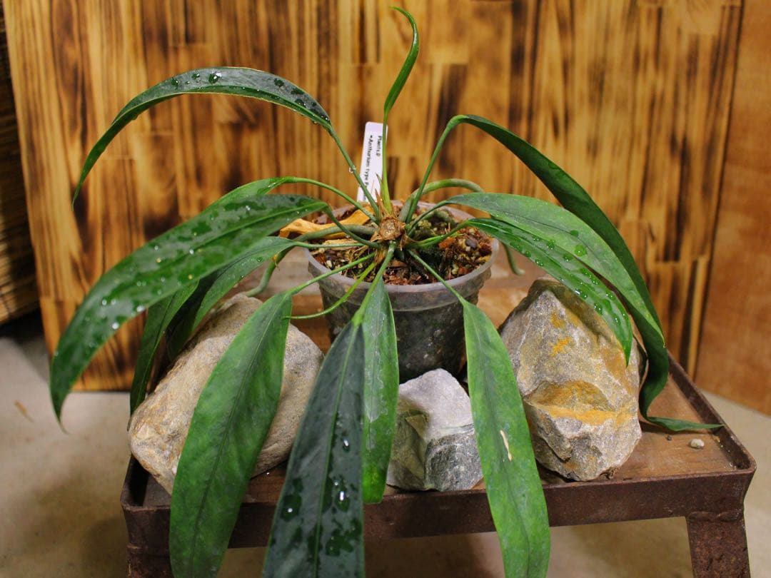 アンスリウム ペンデンスAnthurium type pendens JA｜希少