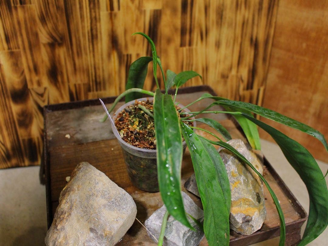 アンスリウム ペンデンスAnthurium type pendens JA｜希少
