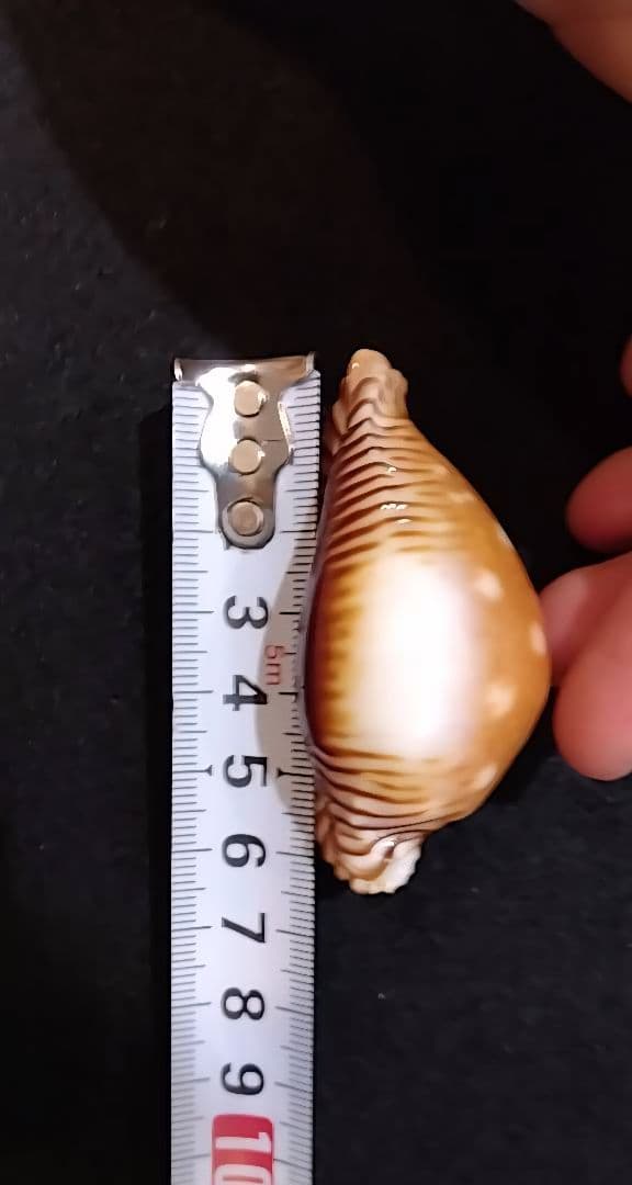 クロユリダカラ　6.5cm　オマケ付き　レア