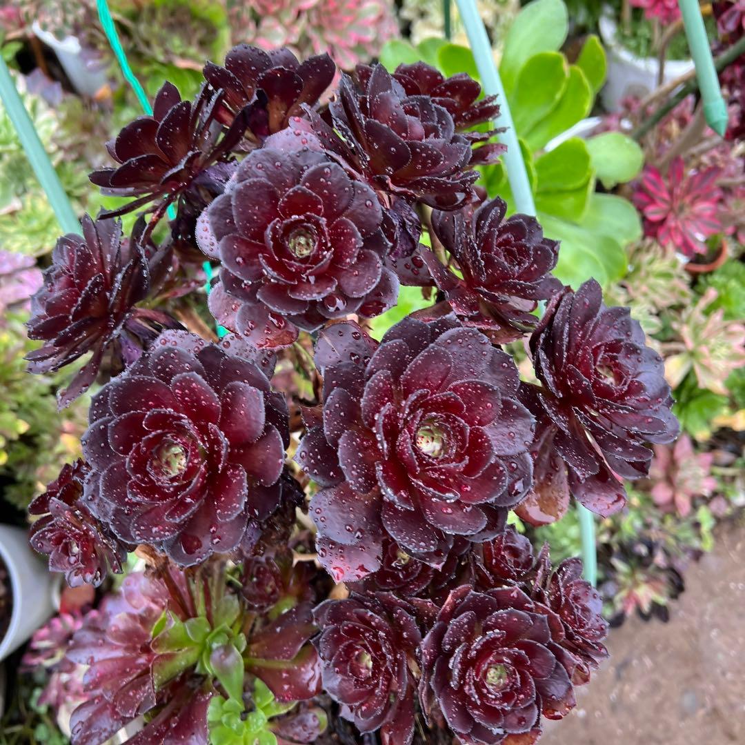 多肉植物。黒の美人法師錦抜き苗
