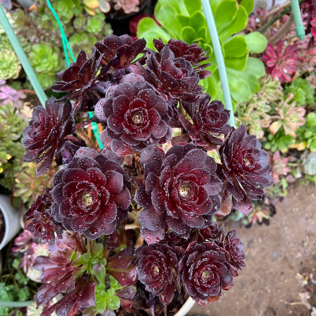 多肉植物。黒の美人法師錦抜き苗