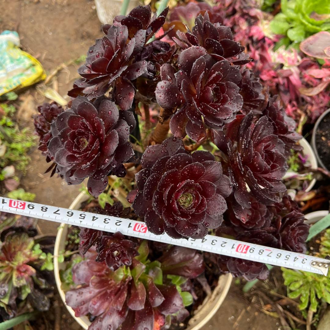 多肉植物。黒の美人法師錦抜き苗