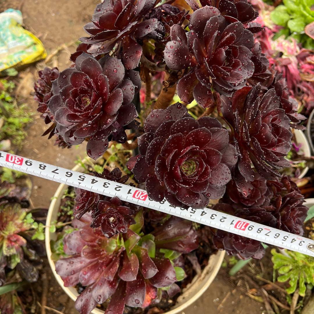 多肉植物。黒の美人法師錦抜き苗