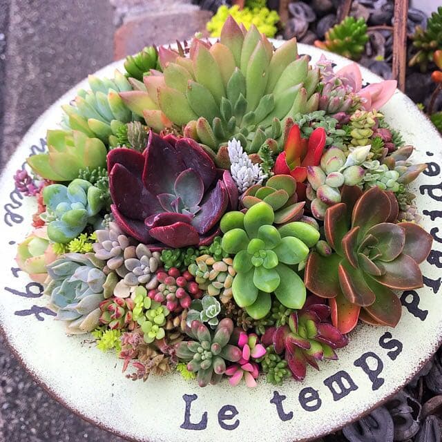 ★多肉植物　寄せ植え〜ブリキ　ハット寄せ〜★
