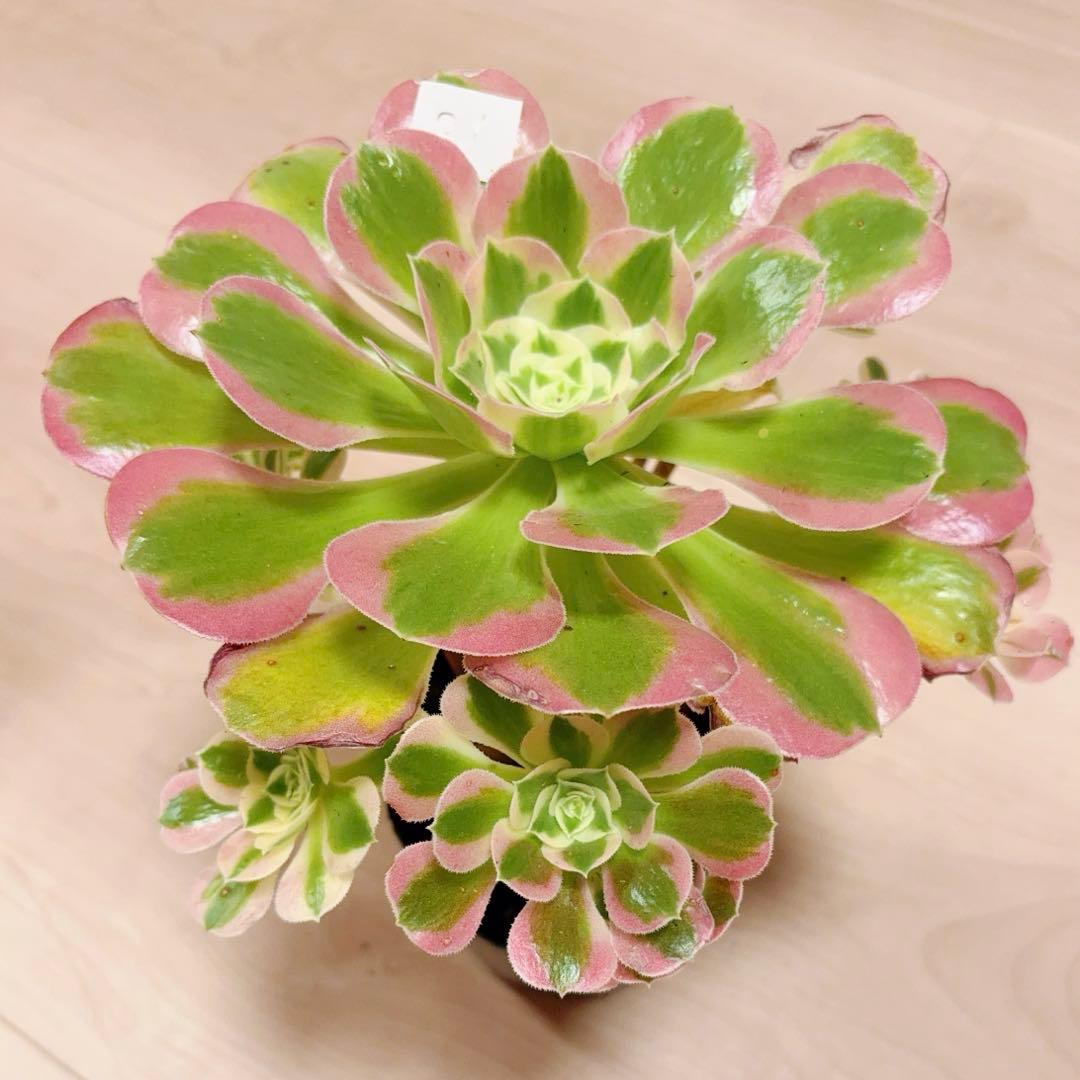 21#多肉植物アエオニウム錦❤️リバーストーン❤️ 1大頭10小頭20cm 拔き