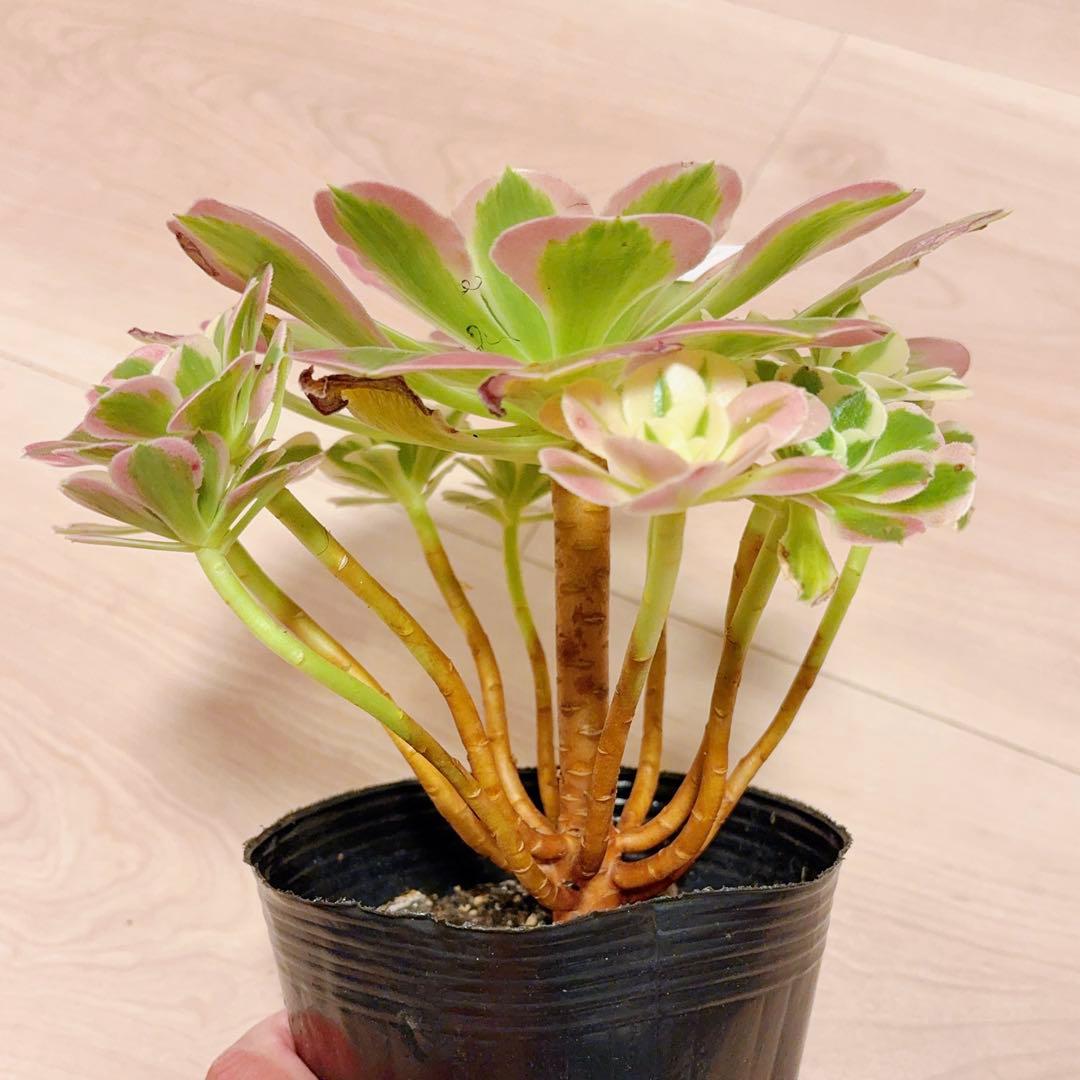 21#多肉植物アエオニウム錦❤️リバーストーン❤️ 1大頭10小頭20cm 拔き