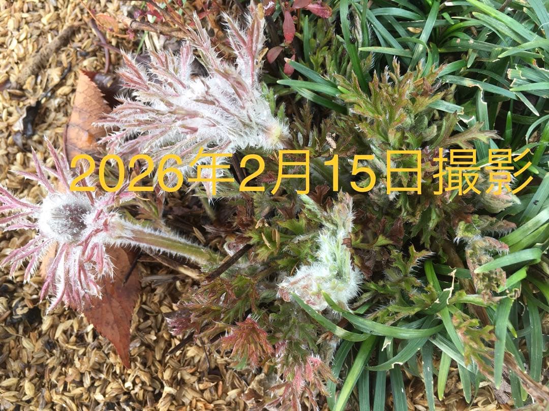 花芽10以上の大株 ニホンオキナグサ　100サイズいっぱい！日本翁草