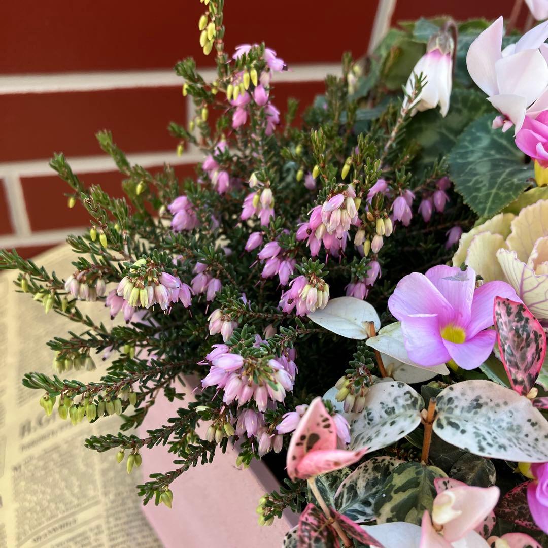 オキザリス　ラブハピネスの寄植え