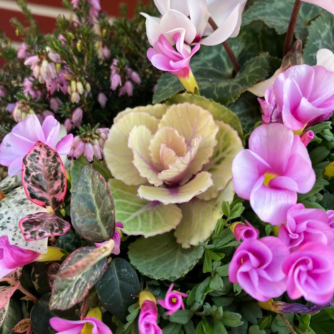 オキザリス　ラブハピネスの寄植え