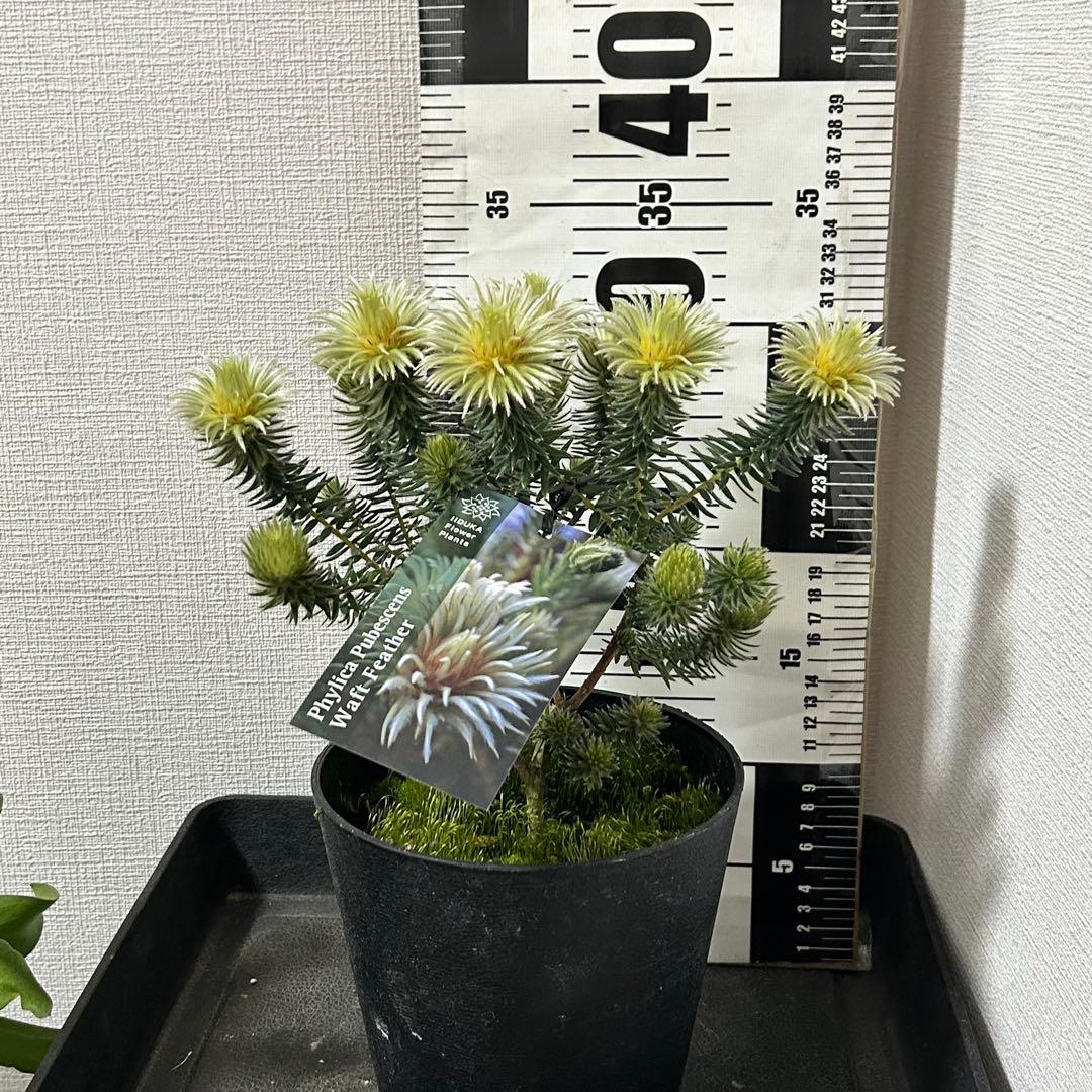 フィリカ　プベッセンス　ワフトフェザー
