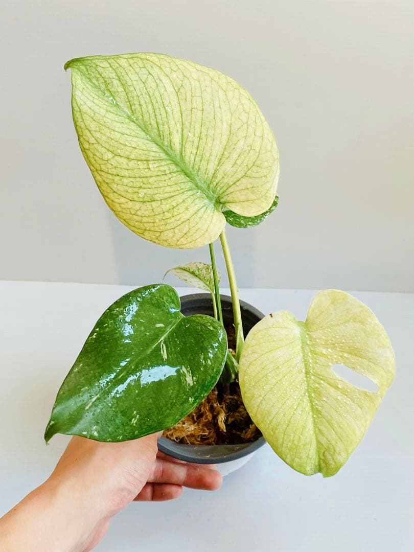 ☆白斑超美株☆ モンステラ ホワイトモンスター 天津蘭 Monstera①