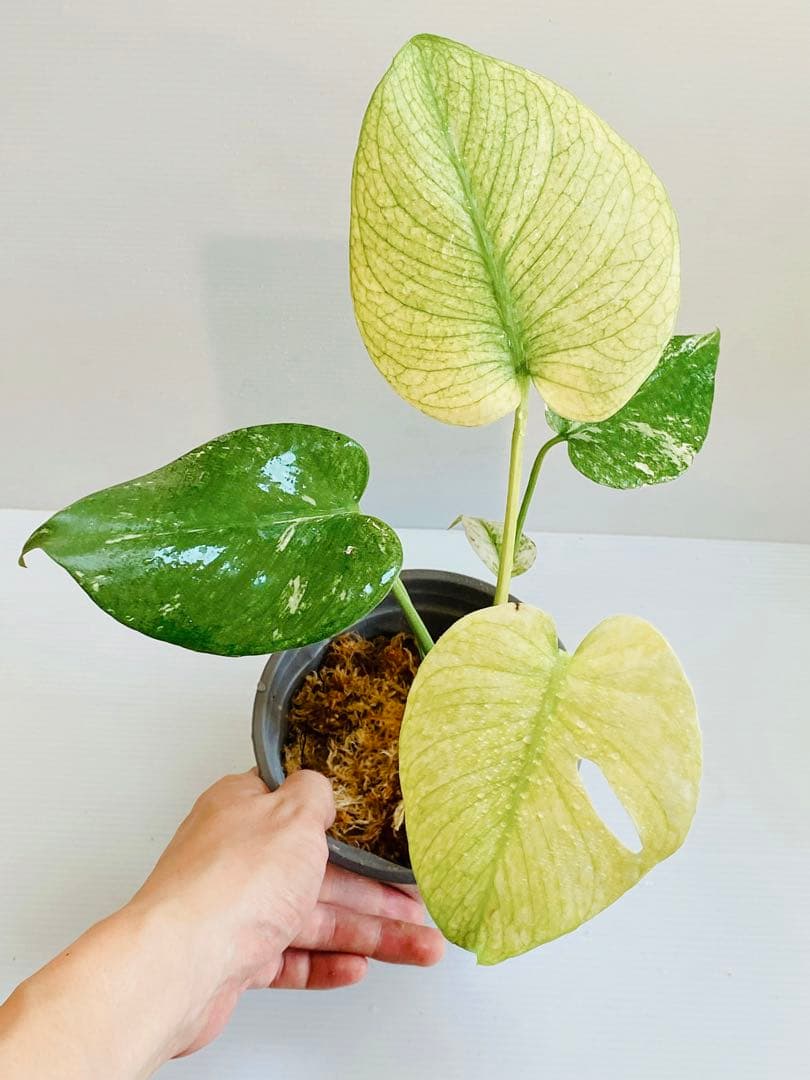 ☆白斑超美株☆ モンステラ ホワイトモンスター 天津蘭 Monstera①