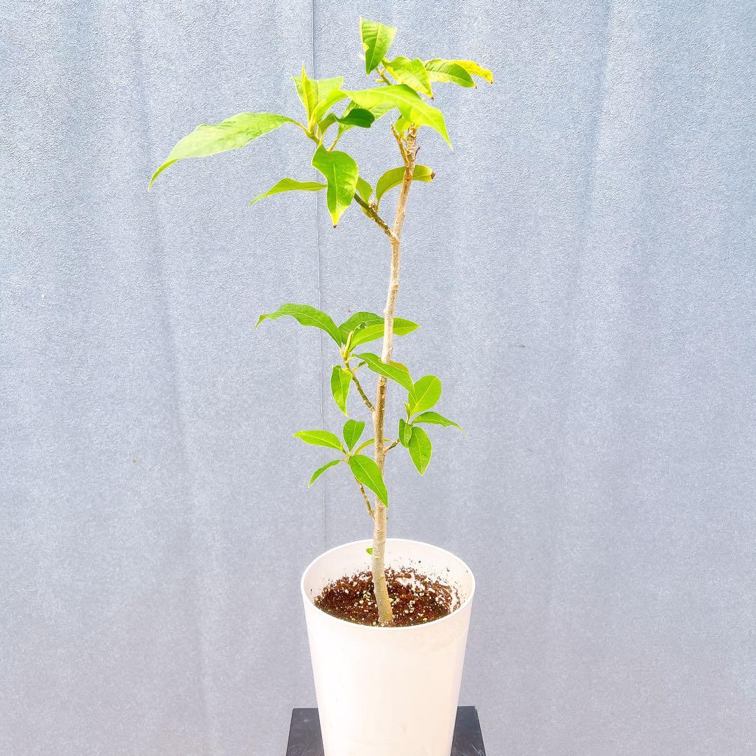 現品　キンコウボク　金厚朴　希少　87番　観葉植物　植木　インテリアグリーン