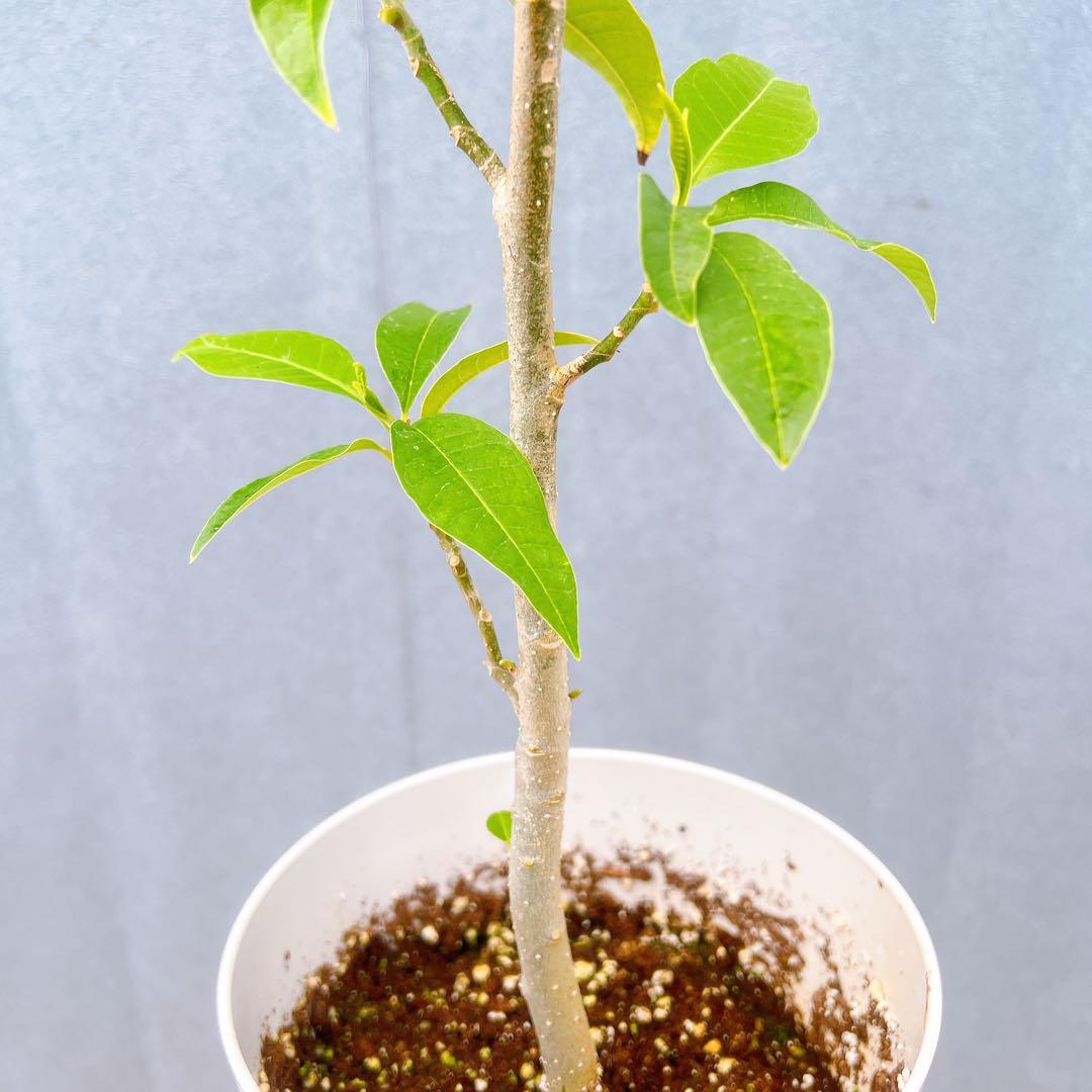 現品　キンコウボク　金厚朴　希少　87番　観葉植物　植木　インテリアグリーン