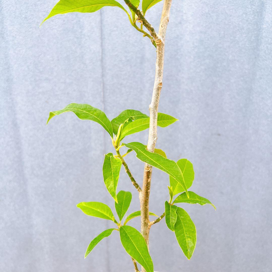 現品　キンコウボク　金厚朴　希少　87番　観葉植物　植木　インテリアグリーン