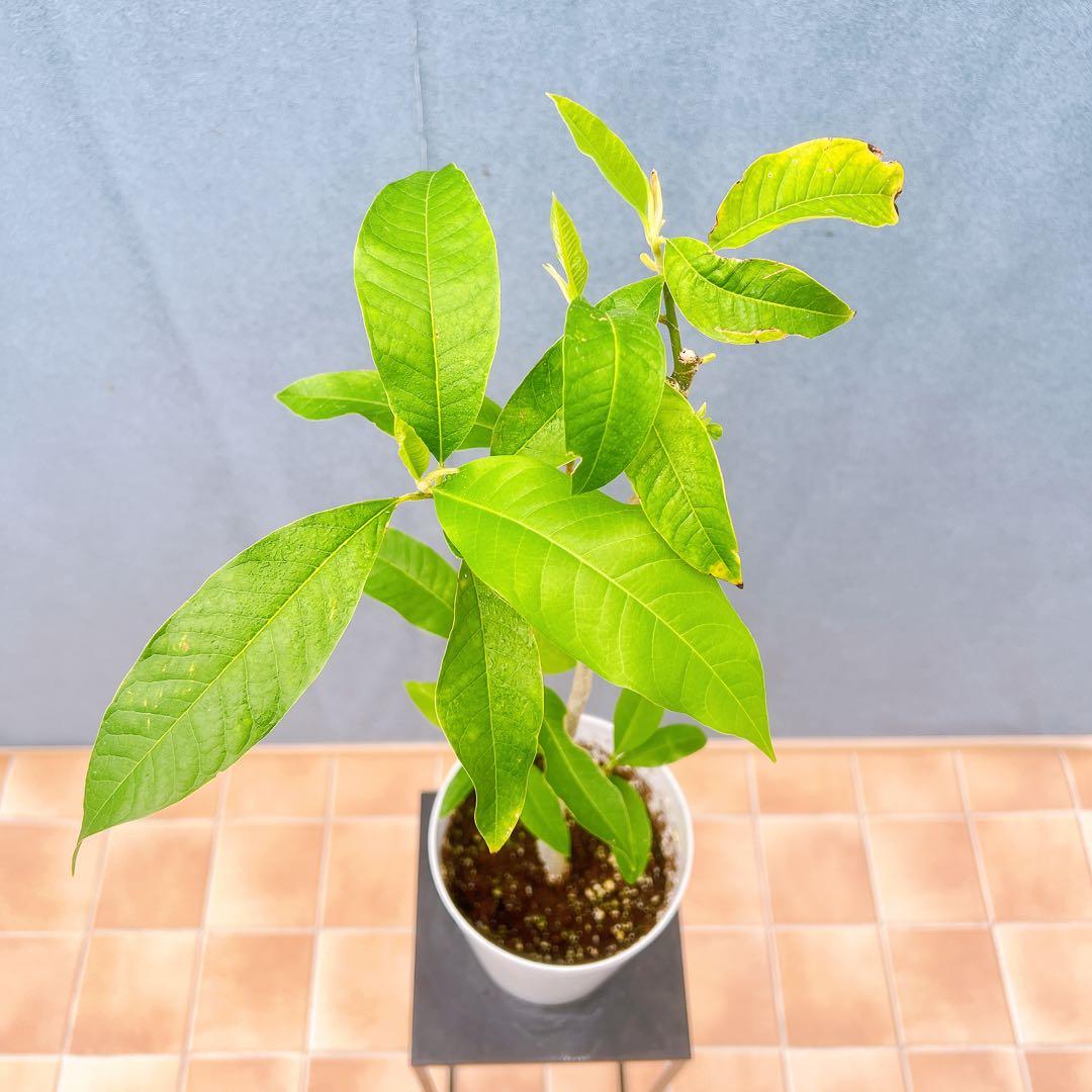 現品　キンコウボク　金厚朴　希少　87番　観葉植物　植木　インテリアグリーン